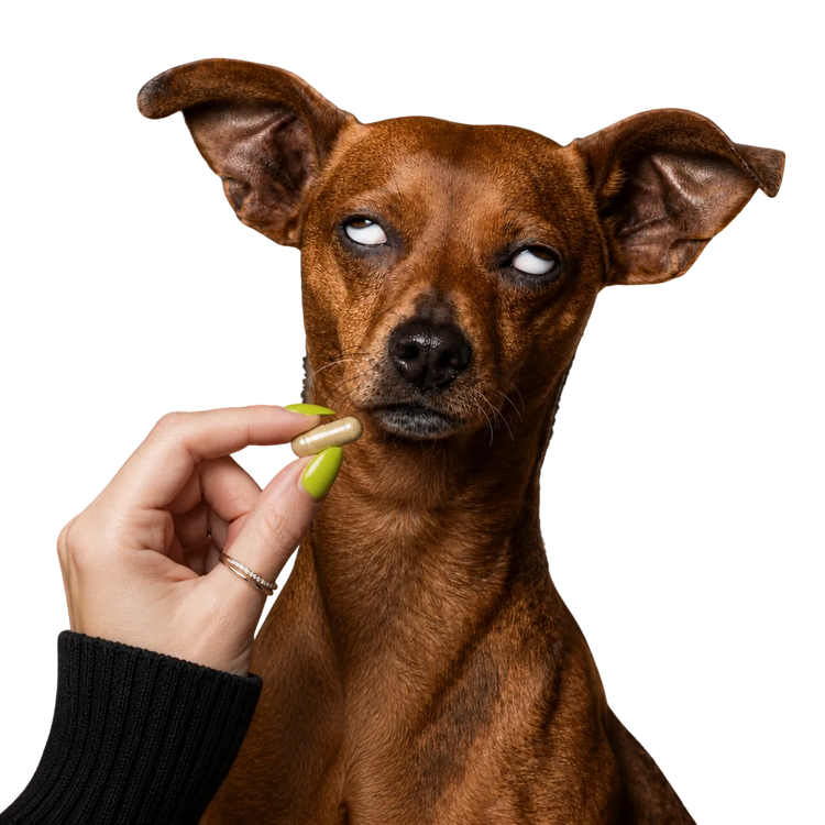 An unimpressed dog refusing yet another capsule supplement